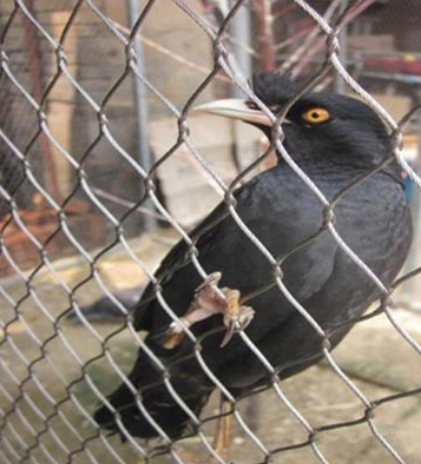 Volières d'oiseaux