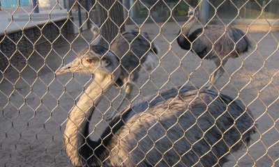 Maille de câble pour volière d'oiseaux