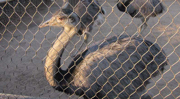 Maille de câble pour volière d'oiseaux Maille de câble pour volière d'oiseaux