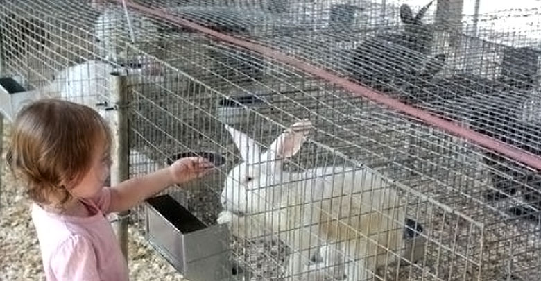 Clôtures pour lapins