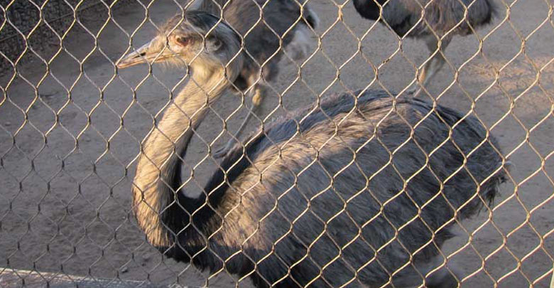 Maille de câble pour volière d'oiseaux Maille de câble pour volière d'oiseaux