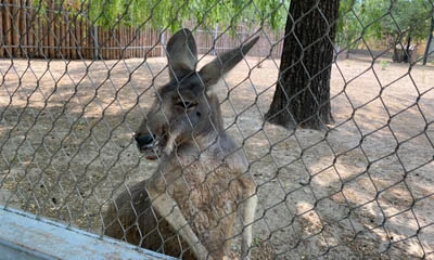 Le treillis de c&acirc;bles en acier inoxydable est le mat&eacute;riau id&eacute;al pour la construction de zoos