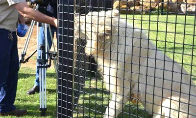 Pourquoi le treillis en corde en acier inoxydable est le meilleur choix pour les cl&ocirc;tures pour animaux de zoo&nbsp;?