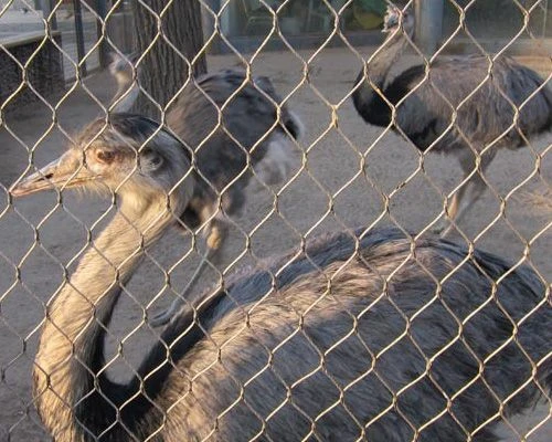 Maillage de zoo et maillage d&rsquo;enclos pour animaux